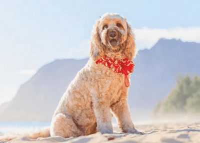 A dog on the beach with mountains in the background.