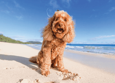 Friendly dog sitting on a beach