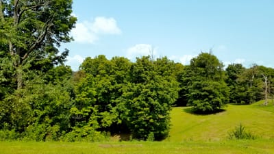 Lush outdoor landscape with trees and grass