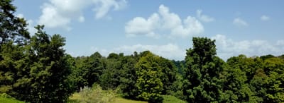 Lush green trees and clouds in a park-like setting