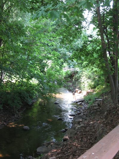 A serene outdoor stream surrounded by trees.