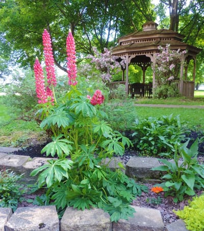 A garden with pink flowers and a gazebo