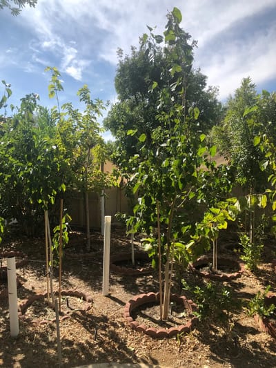 A sunny garden with young trees and greenery