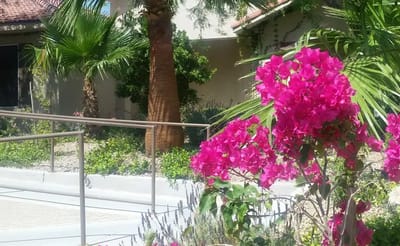 Vibrant flowers in a landscaped outdoor area