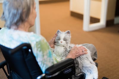 Resident interacting with a therapy cat plush