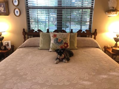 A small dog resting on a beautifully made bed in a cozy room