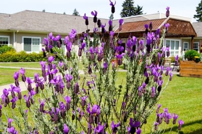 Flowering plants in an outdoor area of the facility
