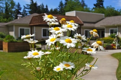 Close-up of daisies with the facility in the background