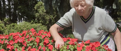 Elderly woman tending to vibrant flowers in a garden