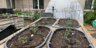 Raised garden beds with growing plants in a senior living facility