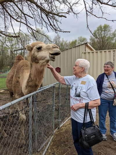 Residents interacting with a camel at an outdoor petting zoo