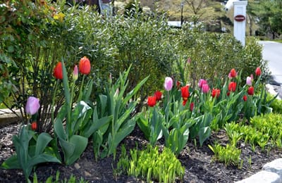 Colorful tulips blooming in a garden
