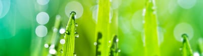 Macro shot of green grass blades with water droplets