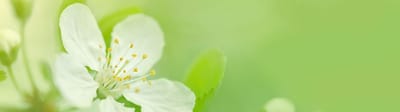 Close-up of a white flower on a soft green background