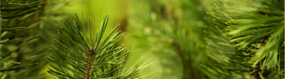 Close-up of green pine needles