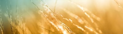 Abstract image of golden grass in sunlight