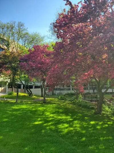 Colorful trees in a well-maintained garden area
