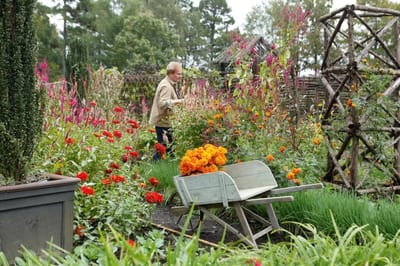 A resident tending to flowers in a vibrant garden