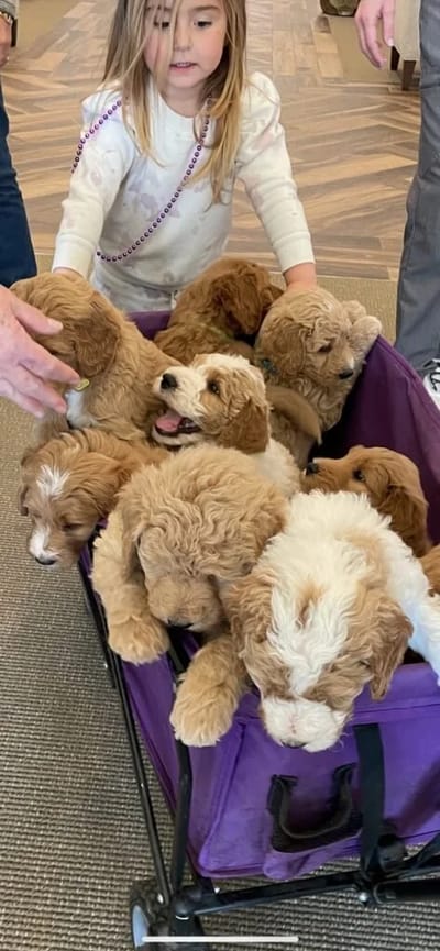 A girl with puppies in a cart during an activity