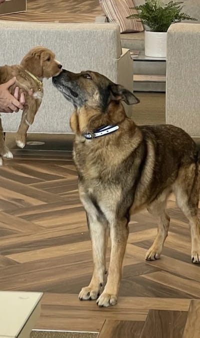 A resident interacting with a dog and a puppy in a lobby