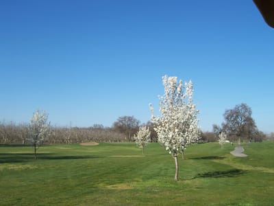 Flowering trees in a green outdoor space