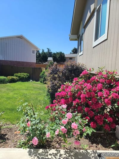Colorful garden flowers in residential outdoor space