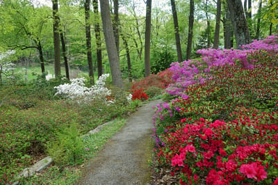 Pathway through a vibrant garden with flowers