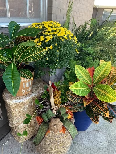 Autumn decorations with flowers and plants outside