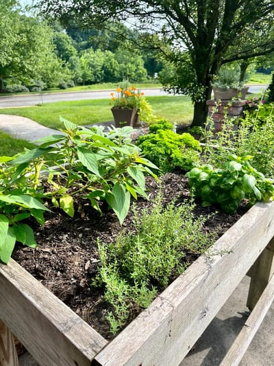 Close-up of herbs in an outdoor planter box