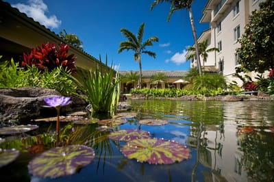Beautiful outdoor garden with water feature and landscaping