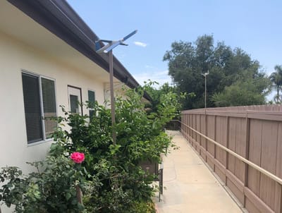 Pathway with plants and a rose in a garden