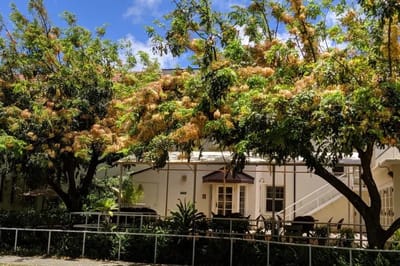 Outdoor space with flowering trees surrounding seating area