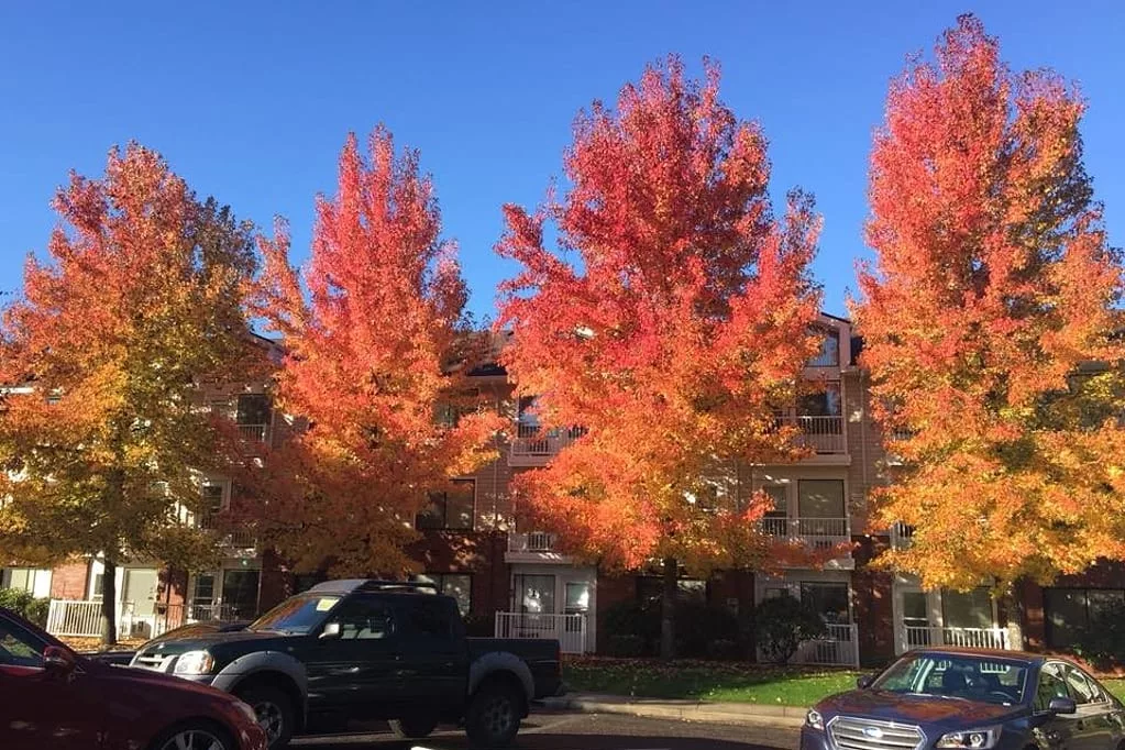 Building exterior with vibrant autumn trees