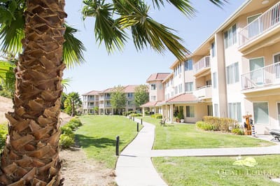 Lush outdoor pathway lined with palm trees and buildings