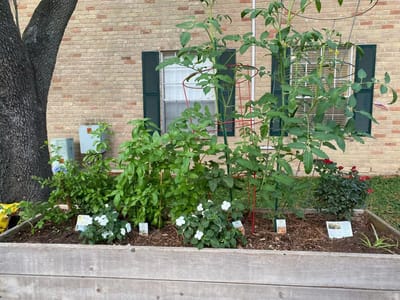 Raised garden bed filled with herbs and flowers