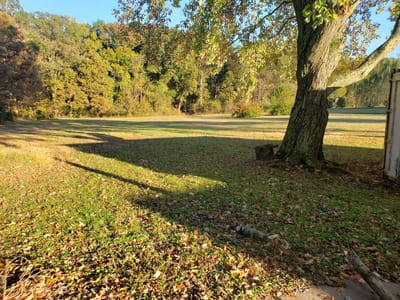 Spacious outdoor area with trees and grass