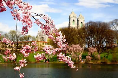 Cherry blossoms by a lake with distant buildings