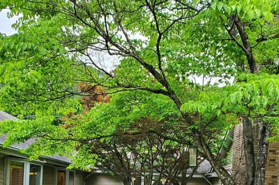 Lush green trees in the courtyard of the facility