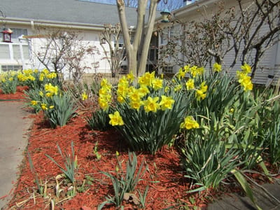 Colorful flower garden with yellow daffodils