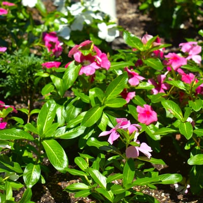 Vibrant pink flowers in a garden setting