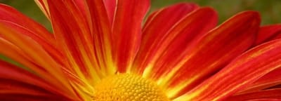 Benton House of Grayson, assisted living in Grayson, GA — Close-up of a bright red flower petal