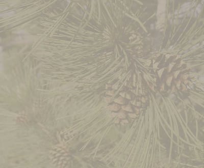 Close-up of pine cones and foliage