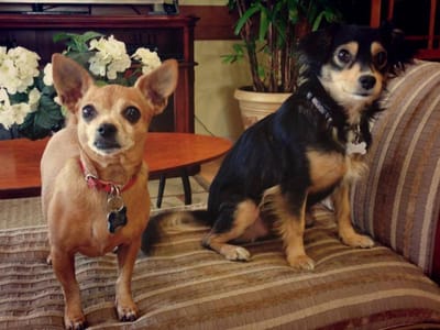 Two small dogs sitting on a couch in a common area