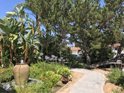 Pathway through a vibrant garden with various plants