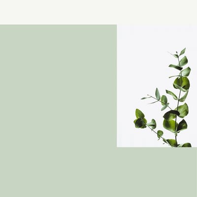 Minimalist plant imagery with muted colors