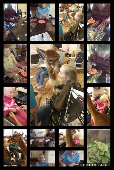 Residents engaging in interactive activities with therapy animals