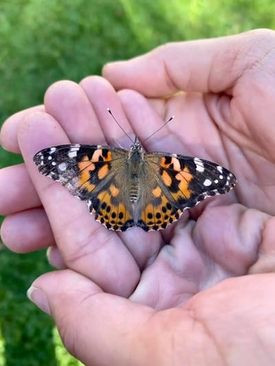 Norwegian Christian Home and Health Center, Nursing Home in Brooklyn, NY — Butterfly resting on a person's hand