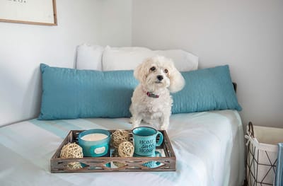 Cozy room with a dog and decorative items