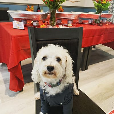 A small dog sitting on a chair in a decorated room.
