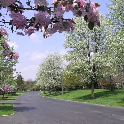 Beautiful tree-lined pathway in a community setting